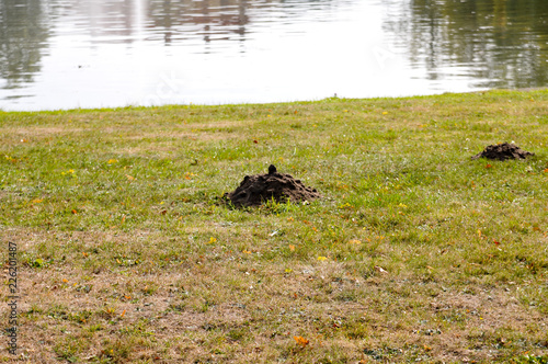 Maulwurf maulwurfshügel wiese zierrasen photo