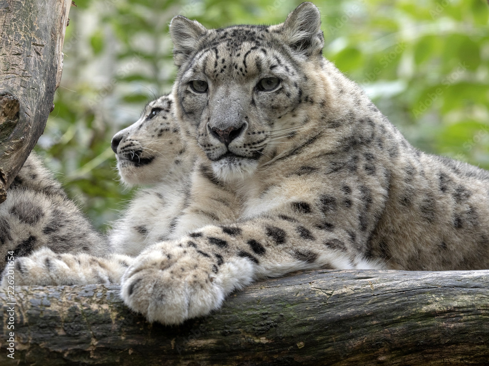 Snow leopard, Uncia ounce, female with chicks Snow leopard, Uncia ounce, female with chicks
