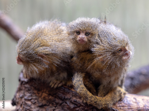 Pygmy marmoset, Callithrix pygmaea, Parents with chicks photo