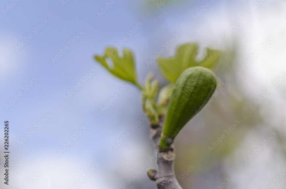 fig growing with bokeh background fig growing with bokeh background