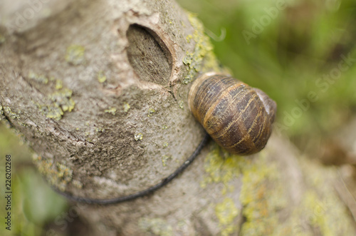 snail sleeping on tree