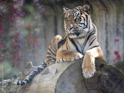 Resting Female Sumatran Tiger, Panthera tigris sumatrae photo