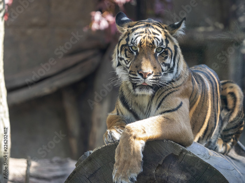 Fototapeta Naklejka Na Ścianę i Meble -  Resting Female Sumatran Tiger, Panthera tigris sumatrae