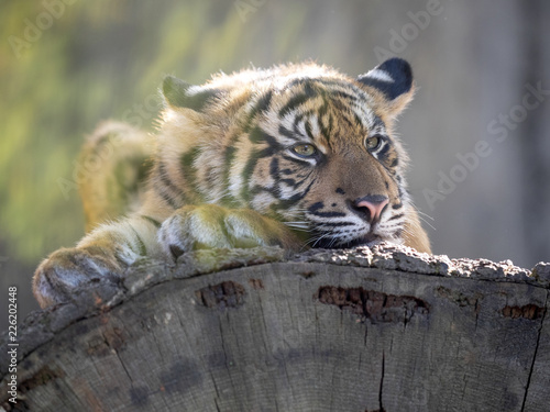 Fototapeta Naklejka Na Ścianę i Meble -  Resting jung Sumatran Tiger, Panthera tigris sumatrae