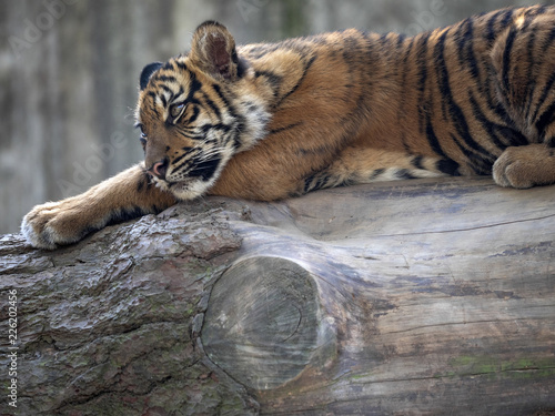 Fototapeta Naklejka Na Ścianę i Meble -  Resting jung Sumatran Tiger, Panthera tigris sumatrae