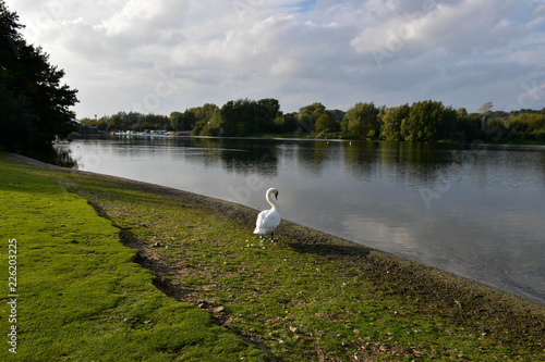Graceful white swan, standing at the edge of Whitlingham Lake, Norfolk photo