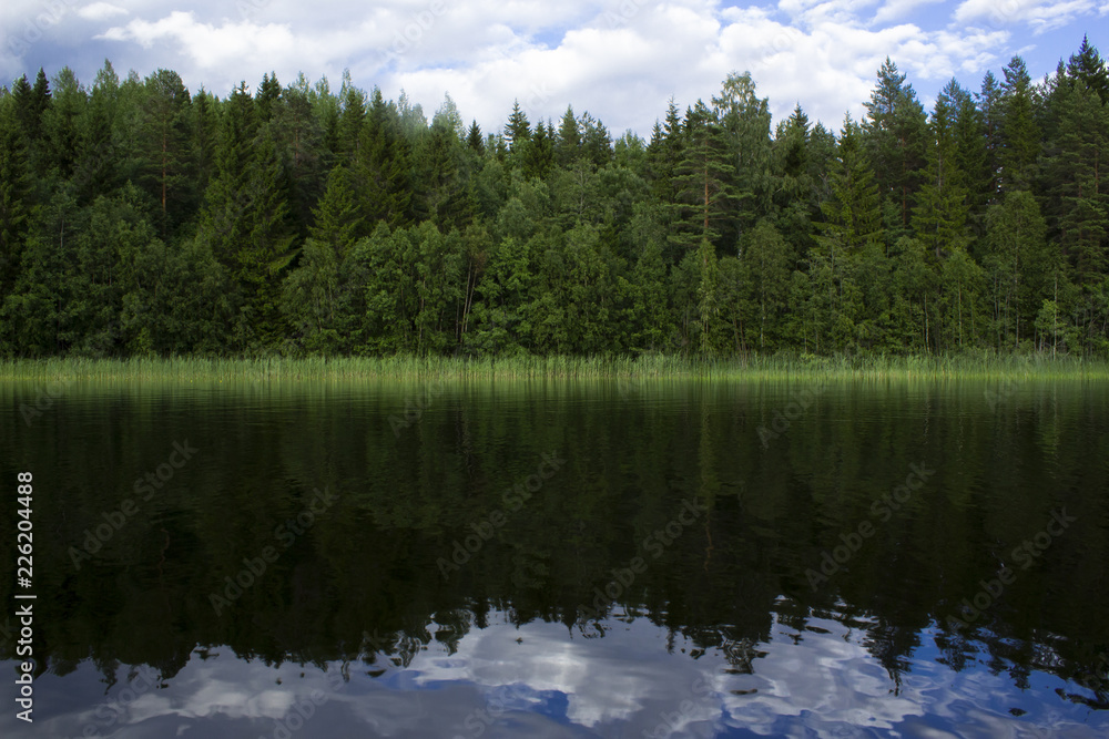 Fir trees reflected in a forest lake. Centered.
