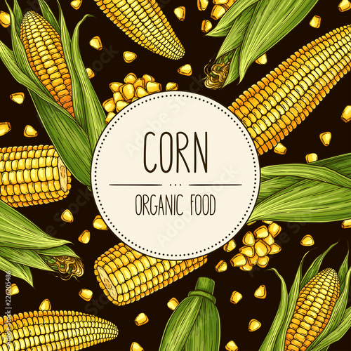 Vector hand-drawn banner with ripe corn cobs and grain. Vector illustration for shop, market, book, emblem, menu, label.