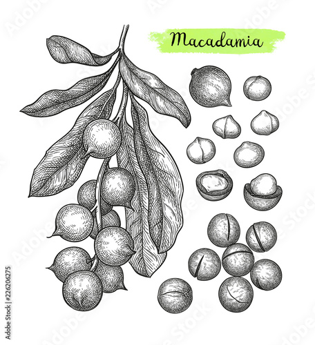 Ink sketch of Macadamia.