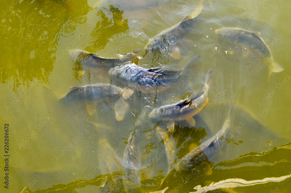 Karpfen im schlammigen dreckigen Karpfenteich teich abfischen Stock
