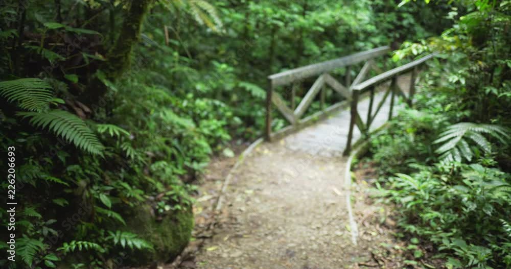 Blurred shot of mossy bridge in Costa Rican rainforest with wildlife Blurred shot of mossy bridge in Costa Rican rainforest with wildlife