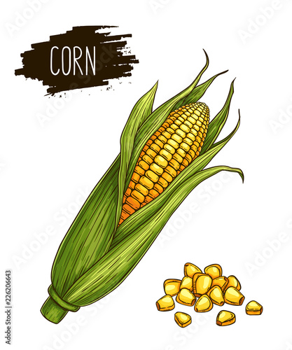 Hand drawn isolated ripe corn cobs and grain with label. Natural vegetable vector sketch illustration.