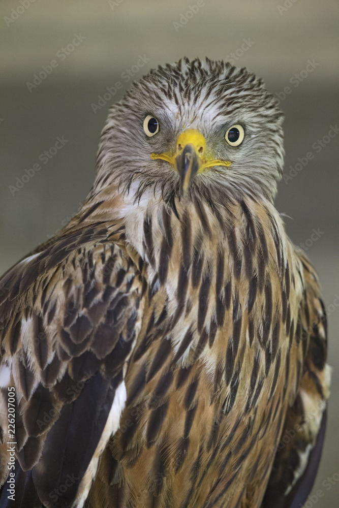 An adult red kite (Milvus milvus) rescued and resting in a wildlife rescue center. Perched and trying to recover from its wounds. An adult red kite (Milvus milvus) rescued and resting in a wildlife rescue center. Perched and trying to recover from its wounds.