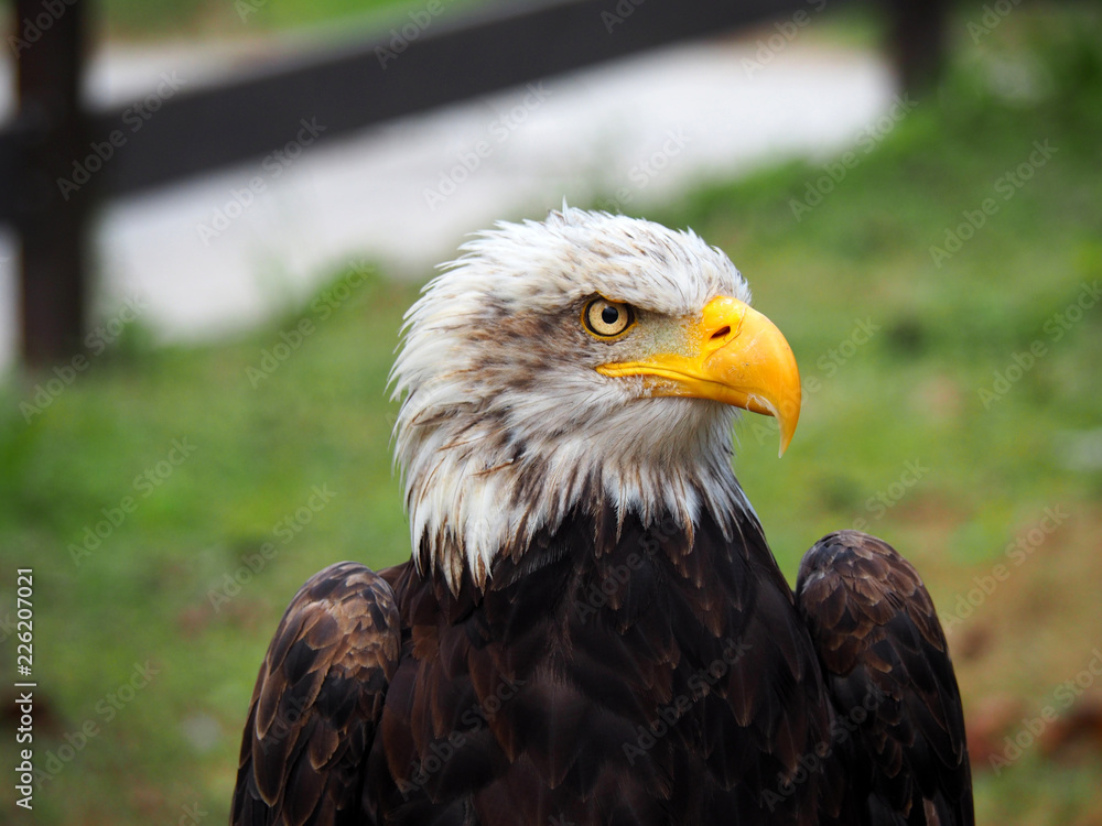 Obraz premium Portrait of an american bald eagle (Haliaeetus leucocephalus)