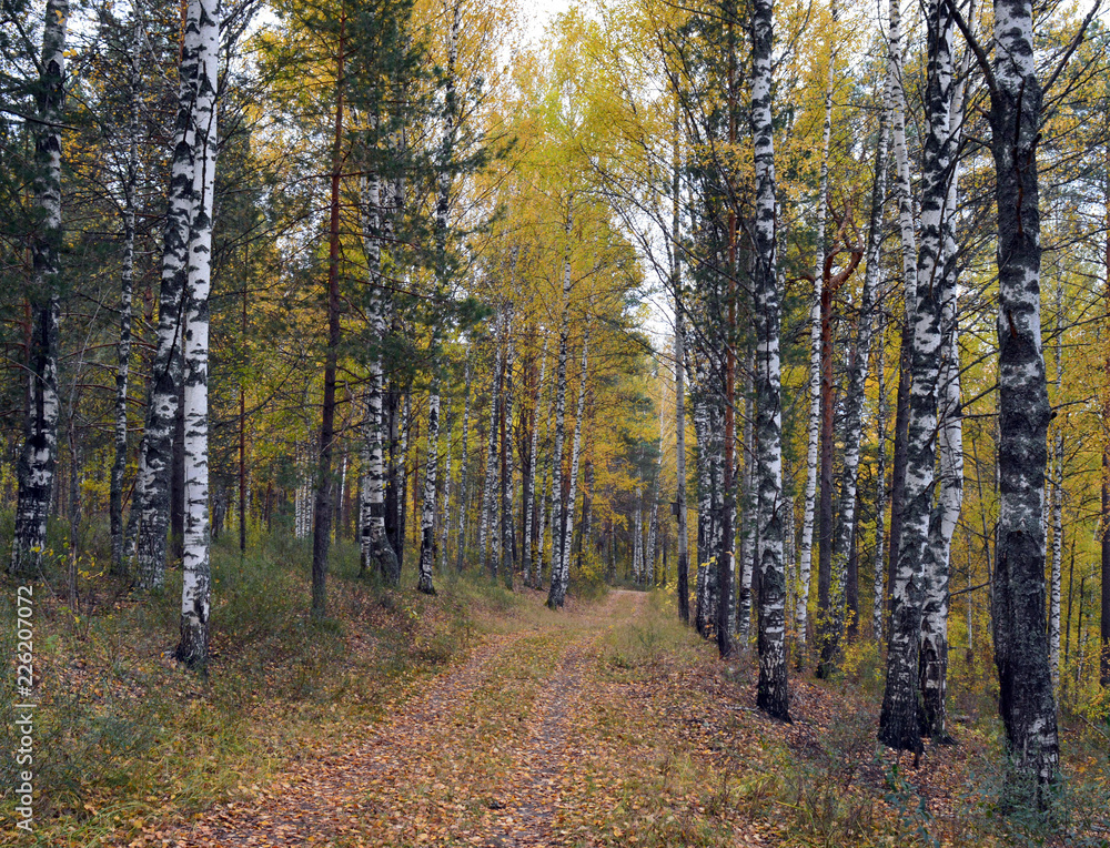 Obraz premium the road in the autumn forest among birches for outdoor walks