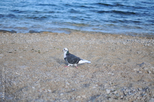 bird on beach