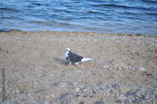 bird on beach