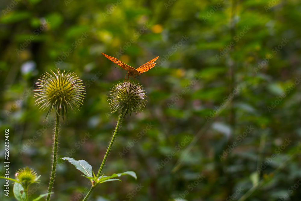 Fototapeta premium orange butterfly in the forest on a plant