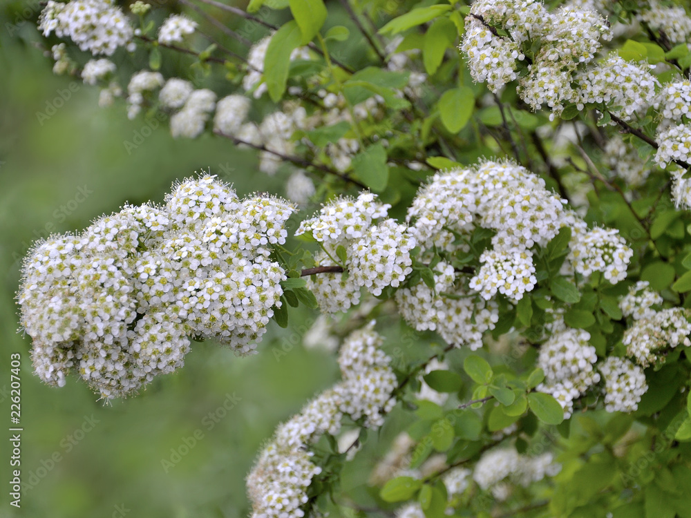 Spirea flowering branch with delicate small white flowers