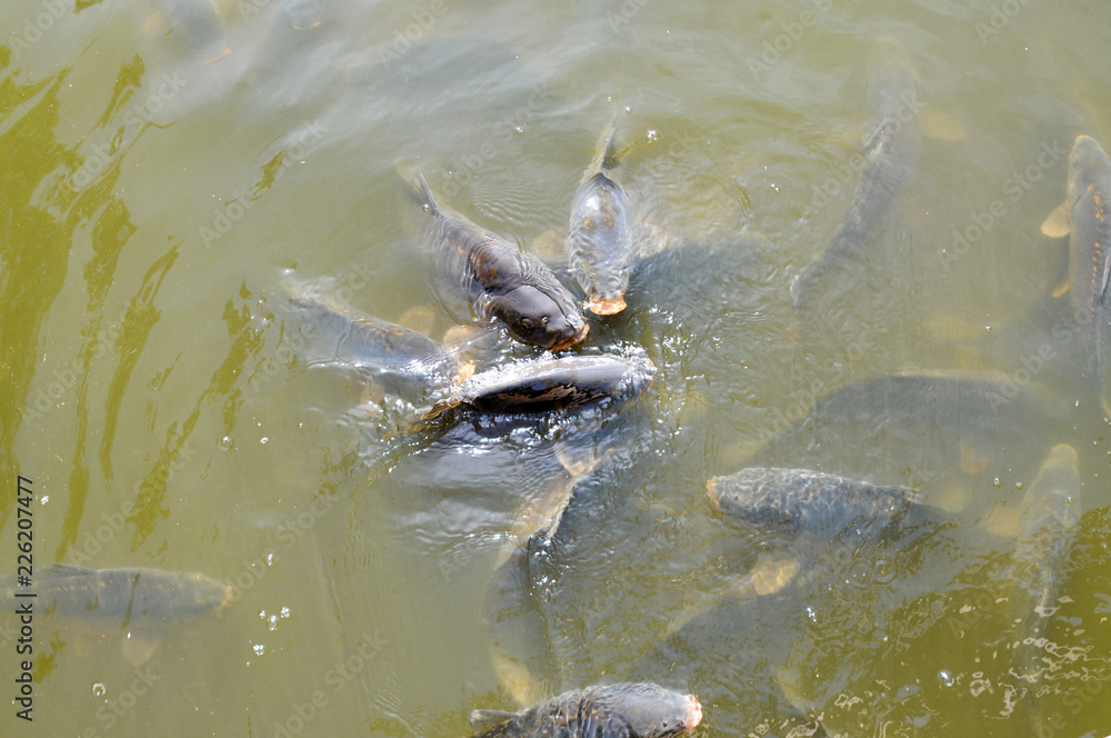 karpfen beim Füttern Angeln Abfischen im Teich Stock Photo Adobe Stock