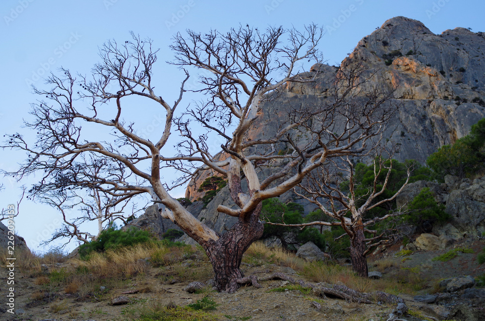 Obraz premium old dead tree