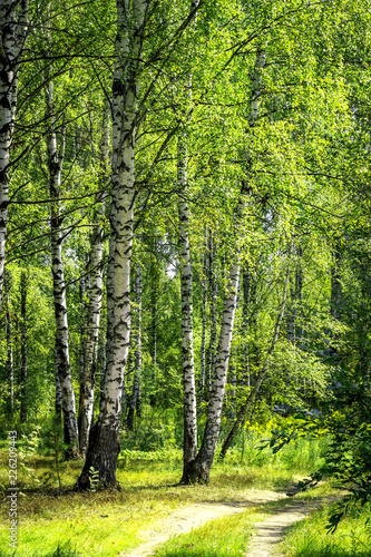 White birch trees with beautiful birch bark in a birch grove. Vertical view. © sergofan2015