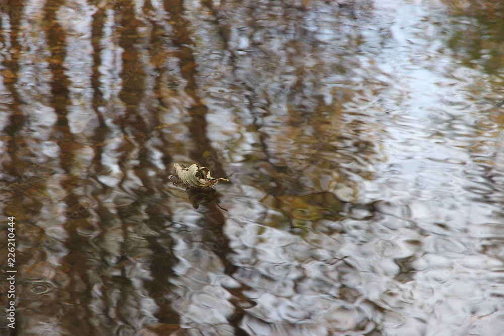 dry leaf floating in the reflections dry leaf floating in the reflections