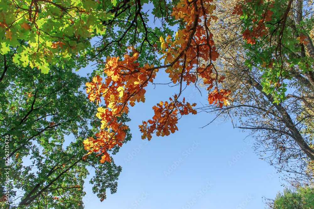Autumn landscape. Autumn tree leaves sky background. Autumn landscape. Autumn tree leaves sky background.