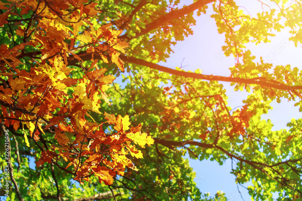 Autumn landscape. Autumn tree leaves sky background. Autumn landscape. Autumn tree leaves sky background.
