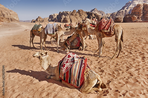 Camels In The Desert © searagen