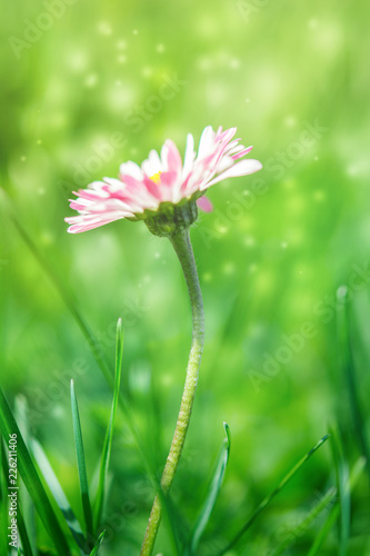 Beautiful white and pink daisy flower in the grass. Sunlight blurred background. Soft focus nature background. Delicate magical toned image with sparks of light