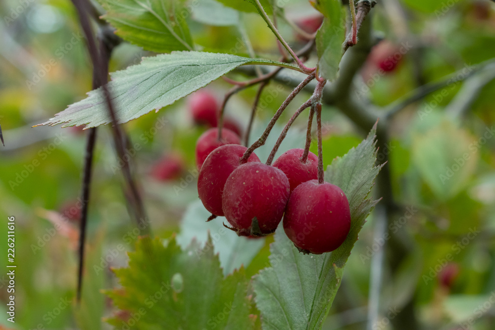 Obraz premium clusters of ripe red hawthorn berries, on a branch of a tree, in autumn, close-up