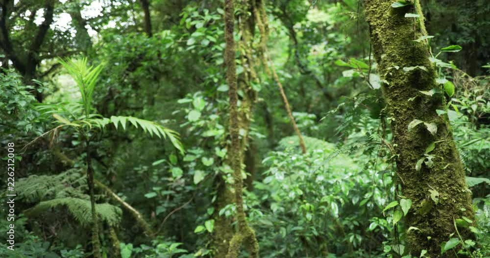 Defocused view of tree covered with moss and vines in Costa Rica jungle