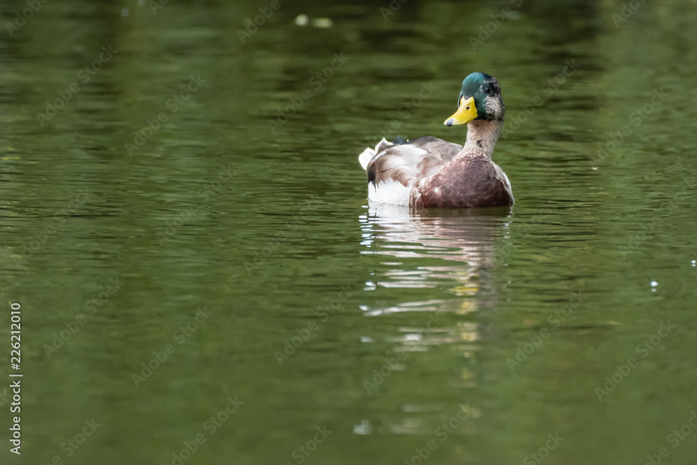 Mallard Duck Swimming in Green Water Mallard Duck Swimming in Green Water