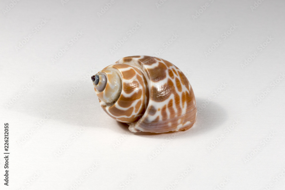 sea shell isolated on white background sea shell isolated on white background