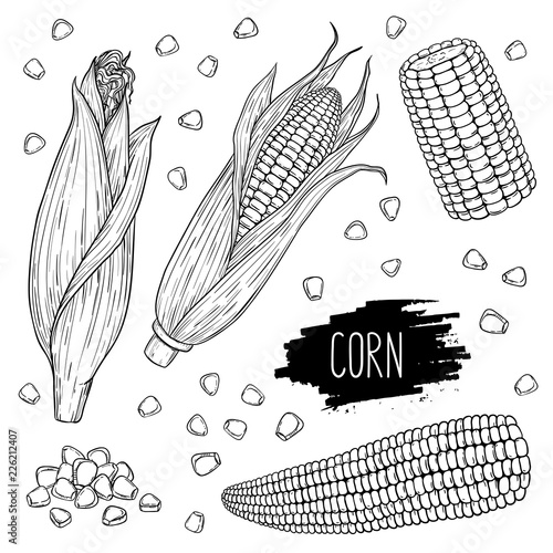 Hand drawn vegetable set of corn cobs and grain Fototapet