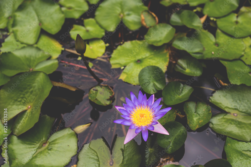 Image of Nymphaea in the pond. beautiful violet water lily background. Details and colors Image of Nymphaea in the pond. beautiful violet water lily background. Details and colors