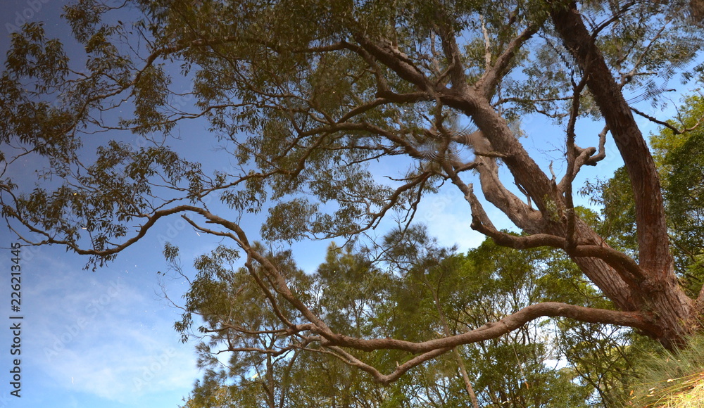Mirroring trees and a blue sky in the lake water. Background of trees mirrored on water surface. Reflection of trees in lake water. Mirroring trees and a blue sky in the lake water. Background of trees mirrored on water surface. Reflection of trees in lake water.
