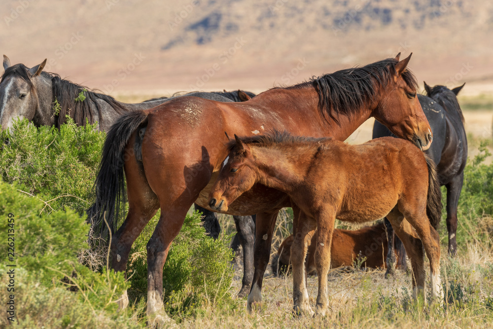 Fototapeta premium Wild Horse Mare and foal