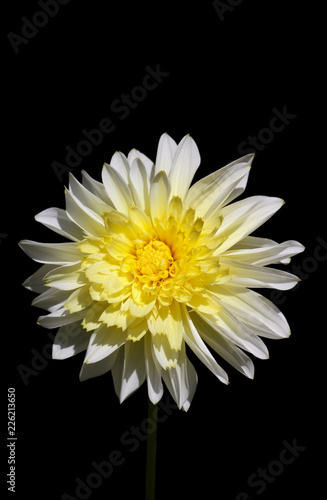Fototapeta Naklejka Na Ścianę i Meble -  Closeup of a yellow white Dahlia flower - black backgroune - sunny bright look and feel