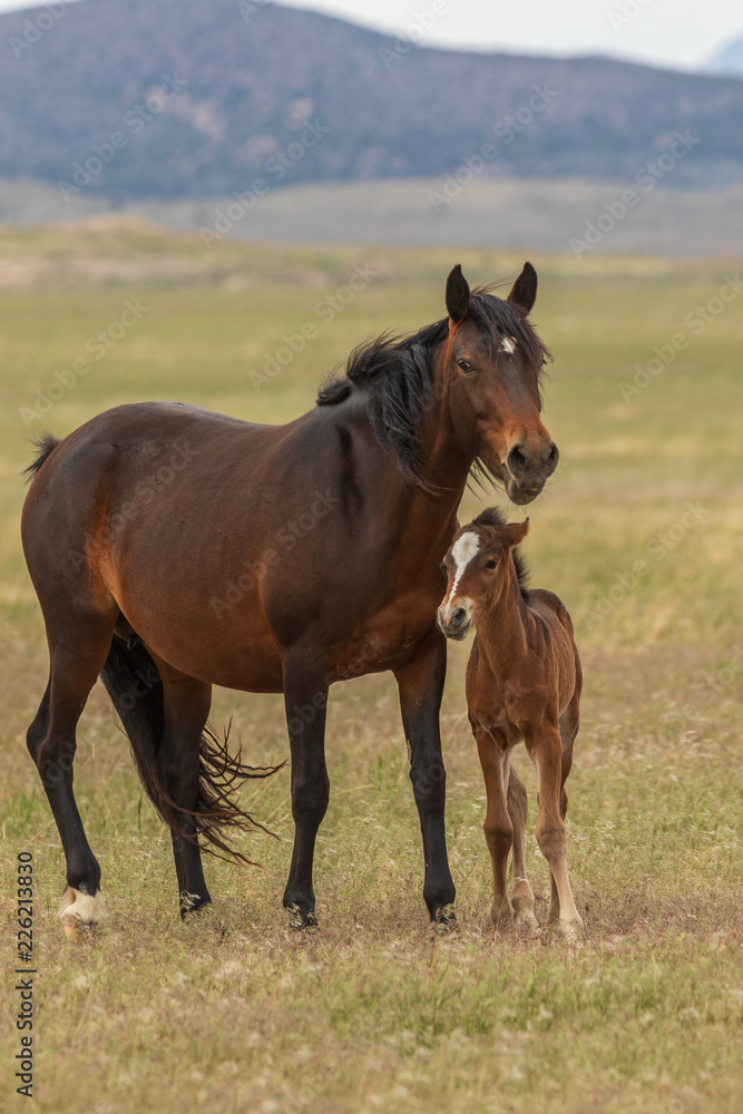 Wild Horse Mare and foal