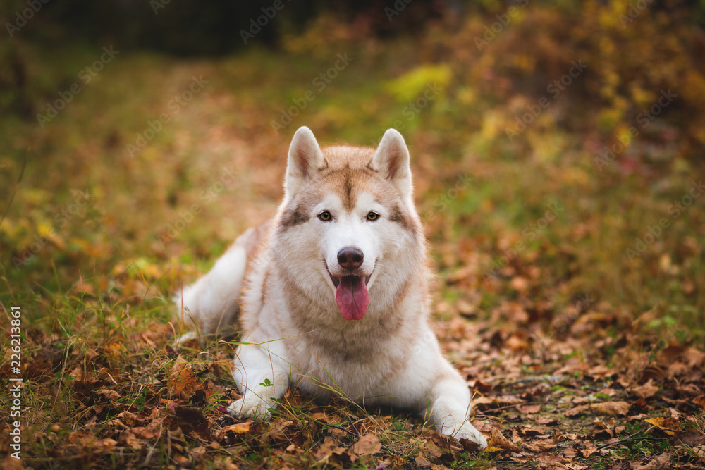 Portrait of gorgeous siberian Husky dog lying in the bright fall forest at sunset Portrait of gorgeous siberian Husky dog lying in the bright fall forest at sunset