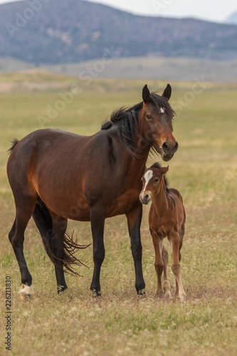 Wild Horse Mare and foal © natureguy