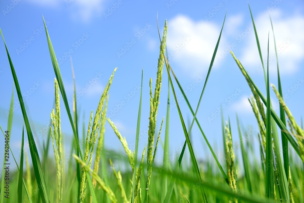 Obraz premium rice growing on blue sky background