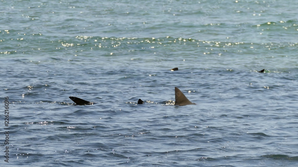 Fototapeta premium Sharks swimming in the Shark Bay, Sal