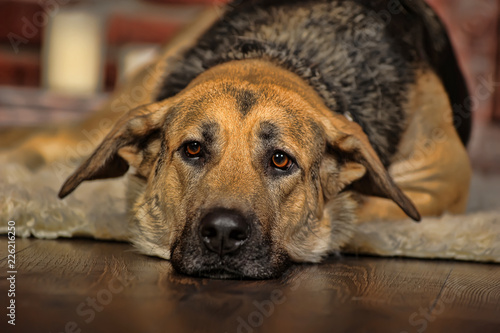 Sad dog lying. Down, golden.