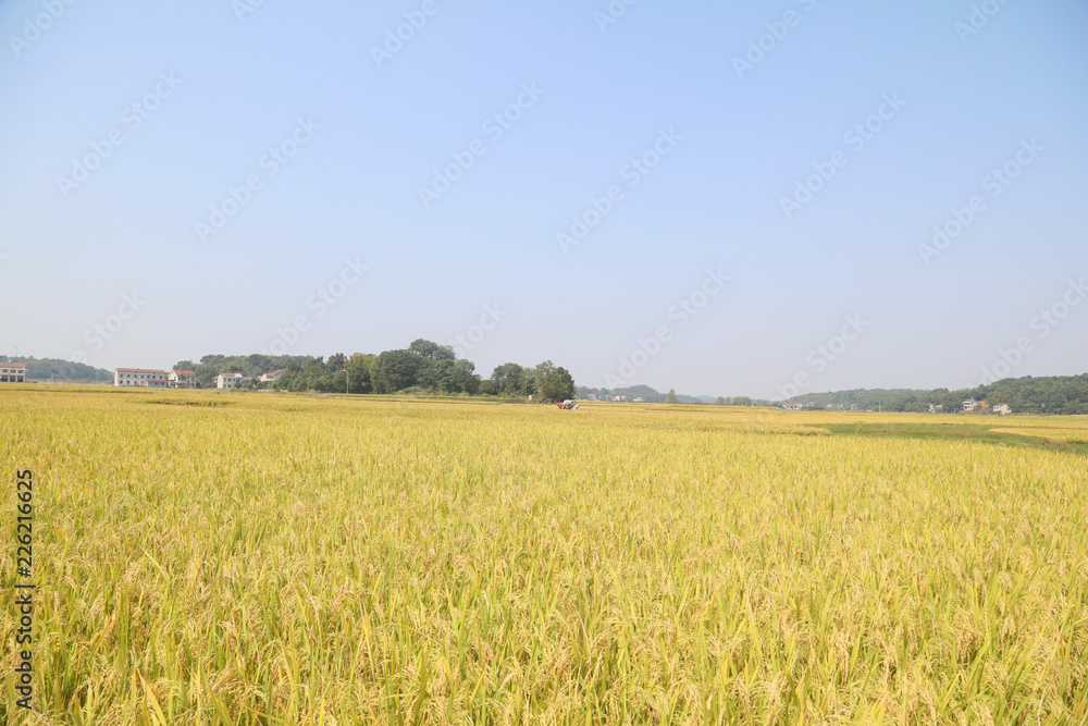 Rice farmers harvest scenes in autumn in China Rice farmers harvest scenes in autumn in China