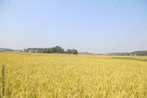 Rice farmers harvest scenes in autumn in China