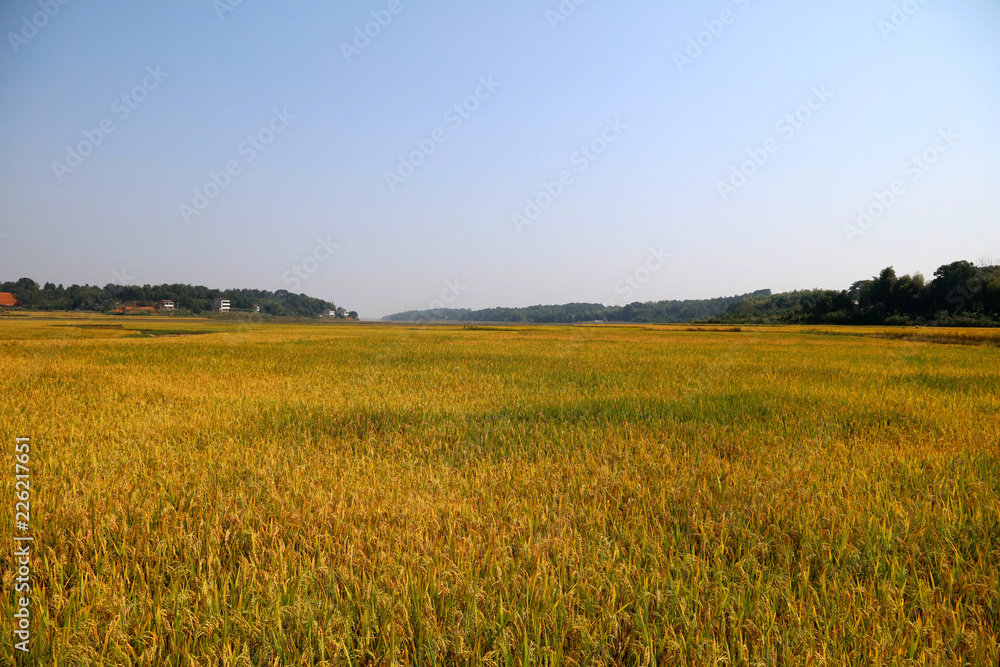 Rice farmers harvest scenes in autumn in China