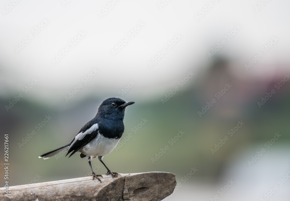 Oriental magpie robin on bamboo. Oriental magpie robin on bamboo.